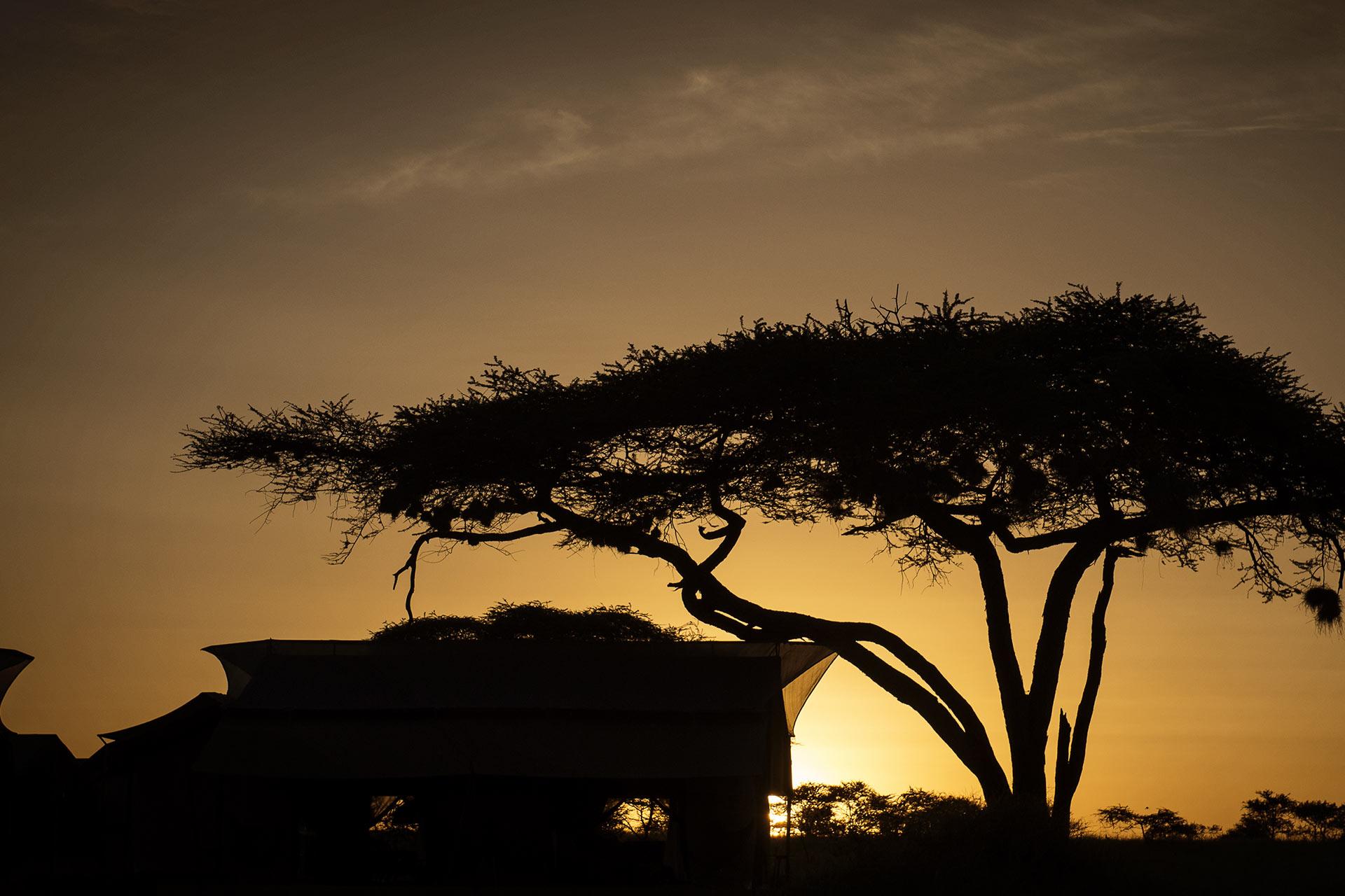The Siringit Serengeti Camp by Mantis is located under a canopy of Tortillas Acacia trees along the wildlife migration trails