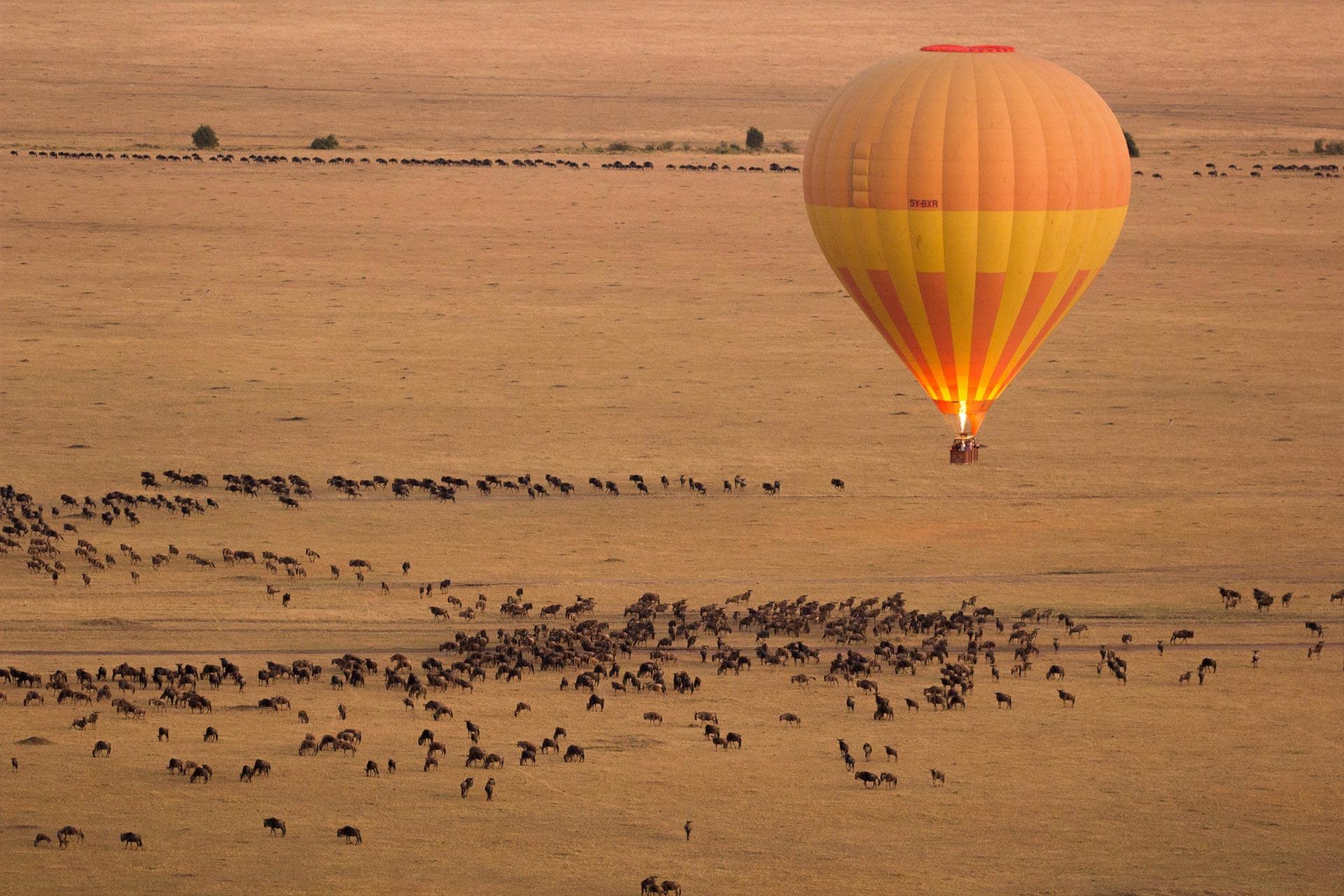 Bird's eye view of wildebeest on the plaines of the Serengeti