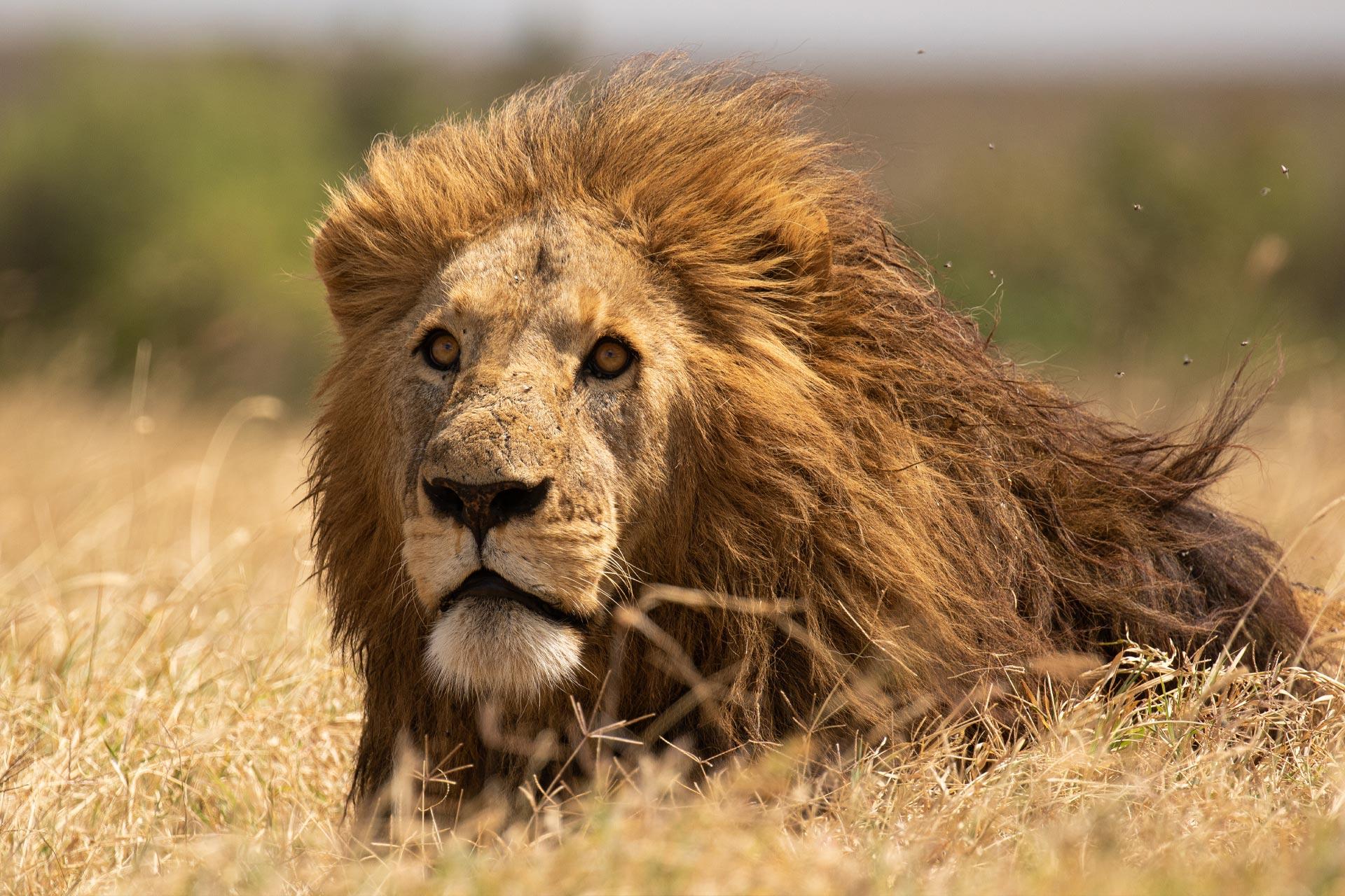 Powerfull male lion (Panthera leo)