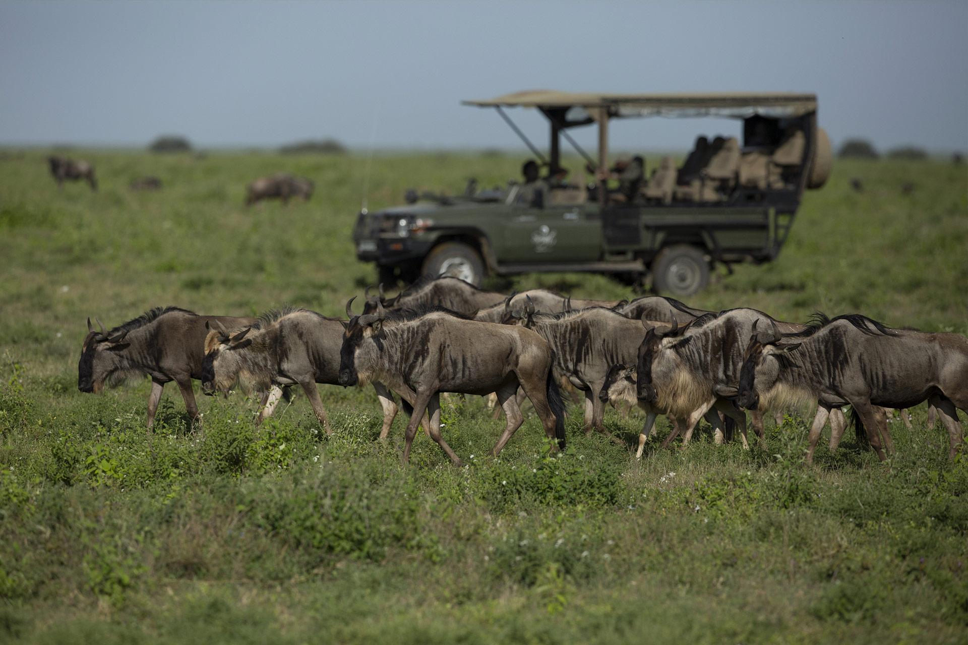 The rains have brought the thousands of migrating wildebeest, or ‘nyumbu’ in Swahili, down to Ndutu. 
