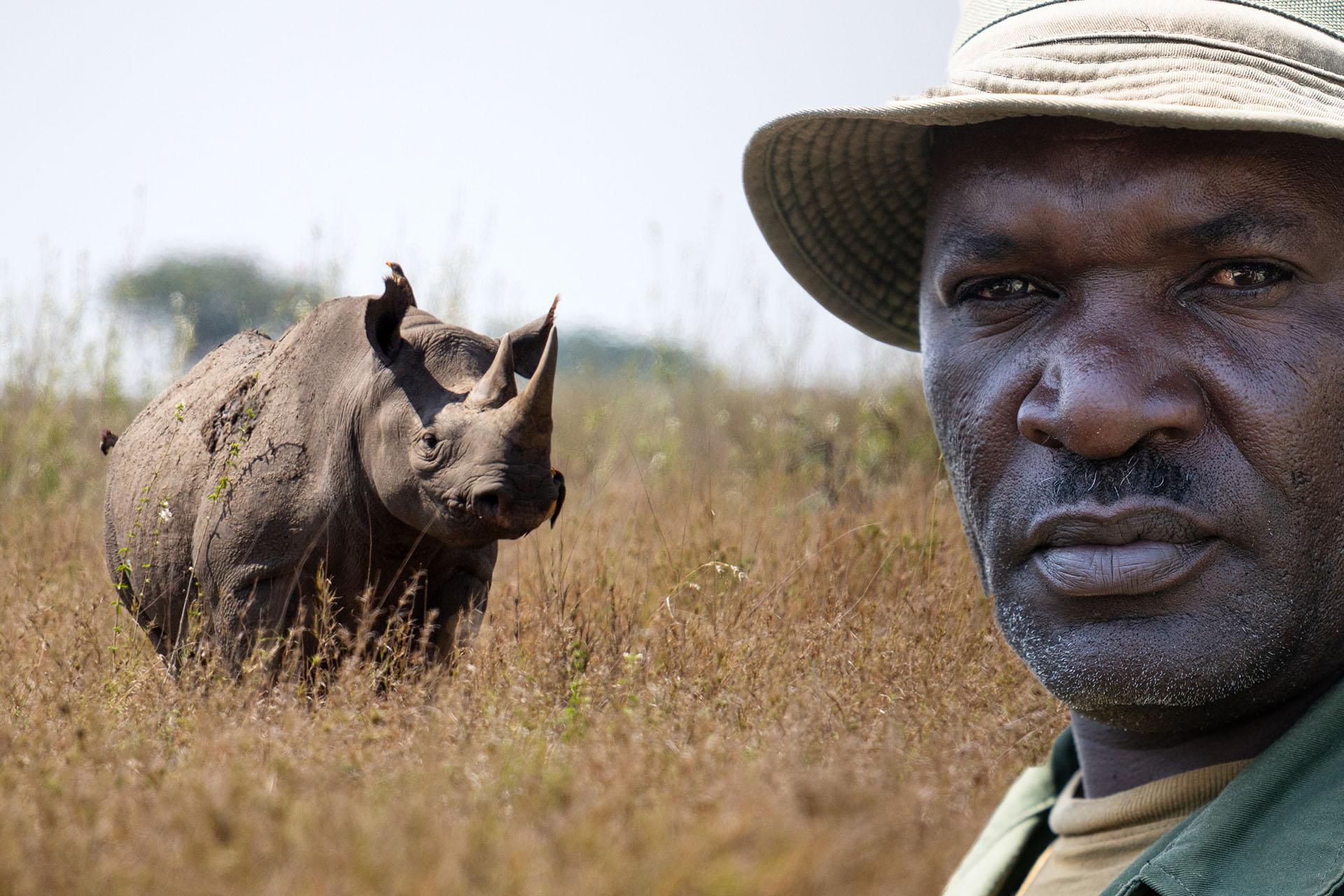 Today there are over fifty black rhinos breeding in the wild