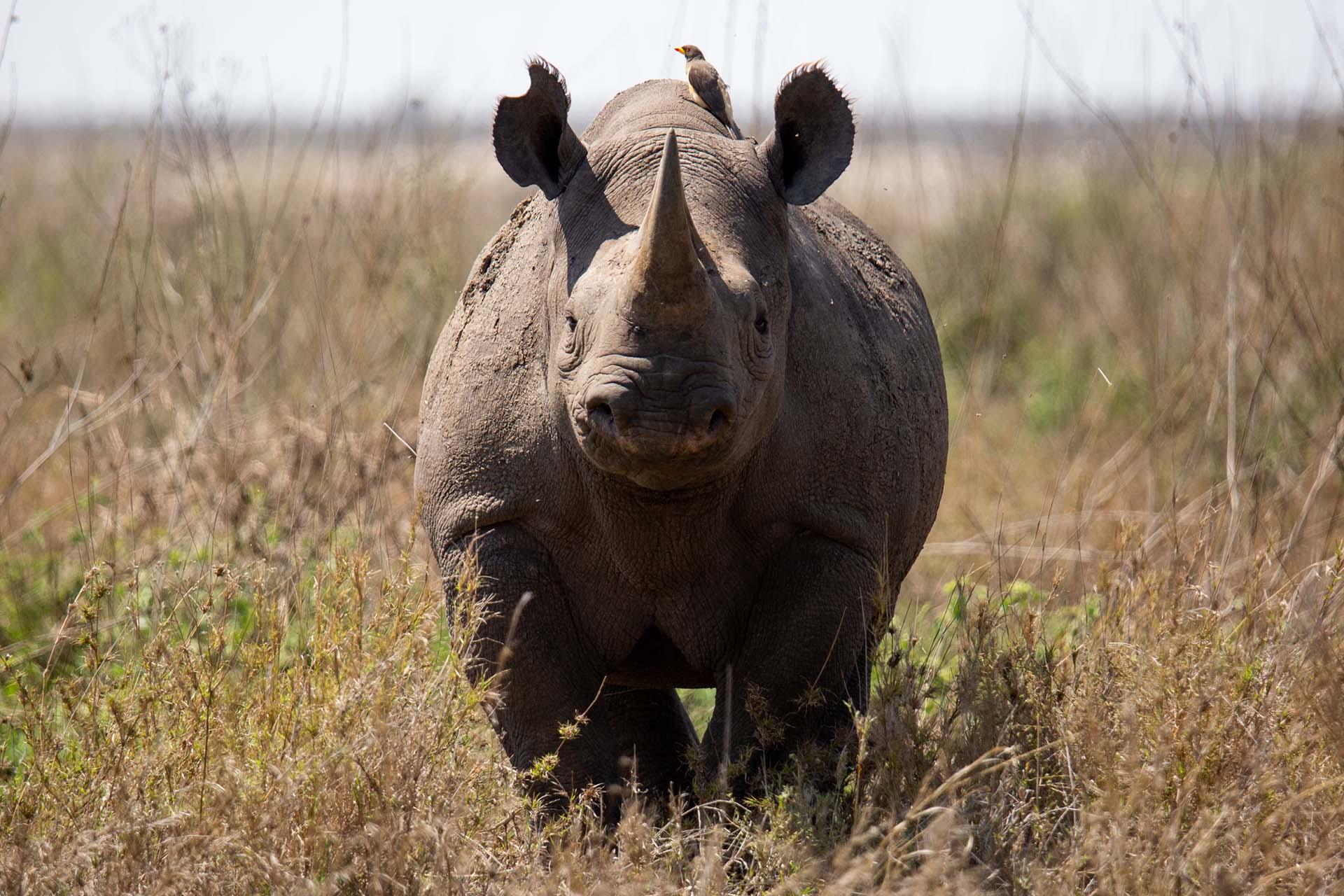 black rhino living in the Moru Kopjes area of the Serengeti National Park