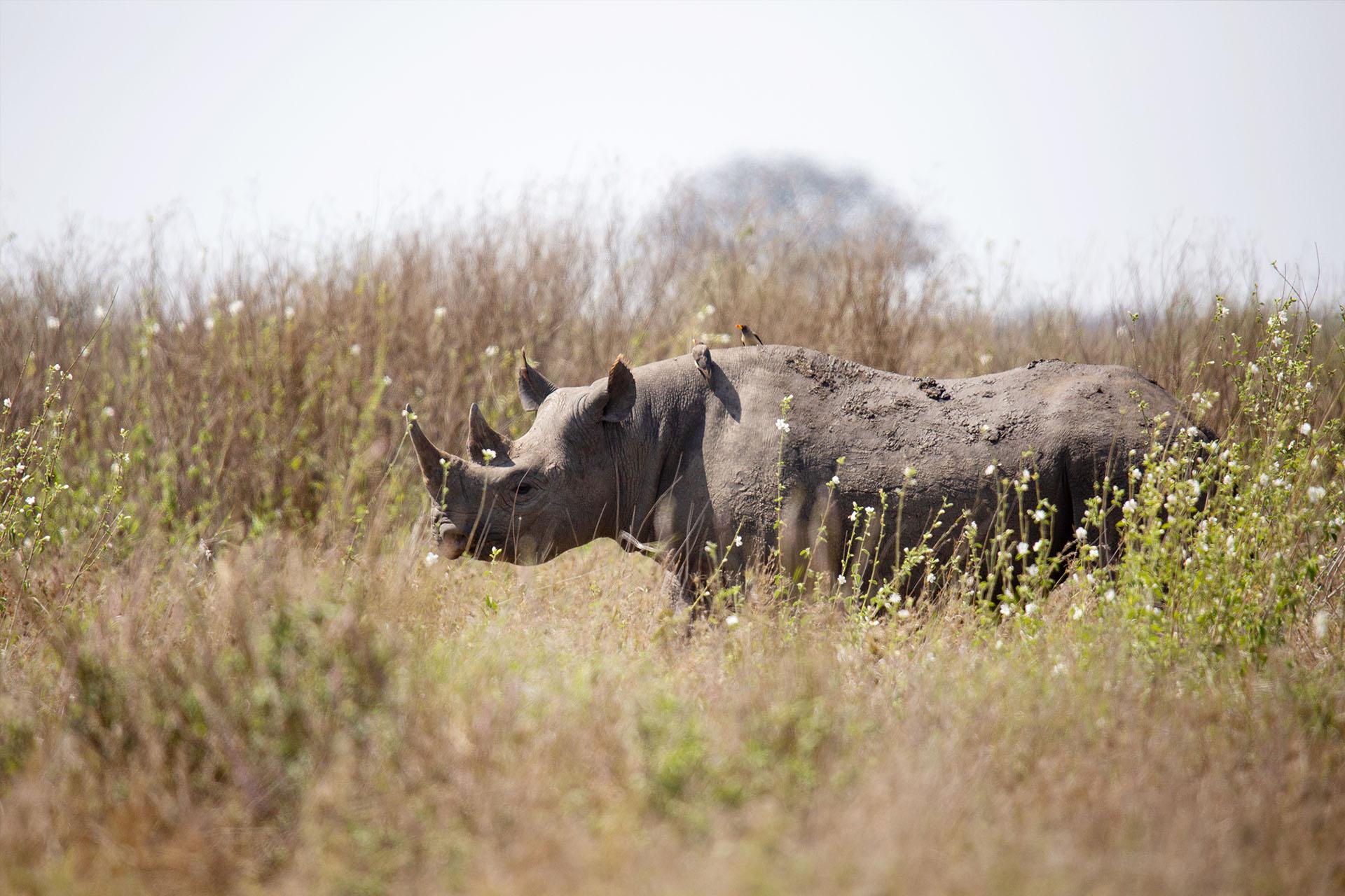 Today there are over fifty black rhinos breeding in the wild Today there are over fifty black rhinos breeding in the wild