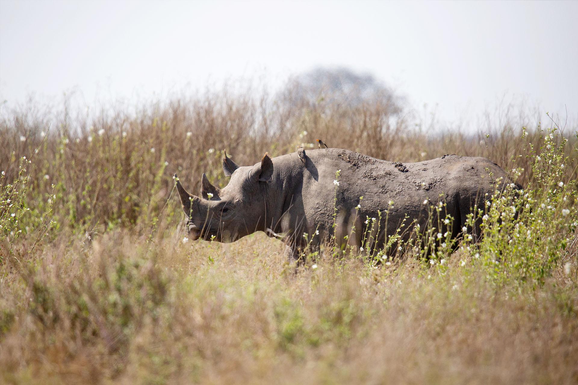 today there are over fifty black rhinos breeding in the wild