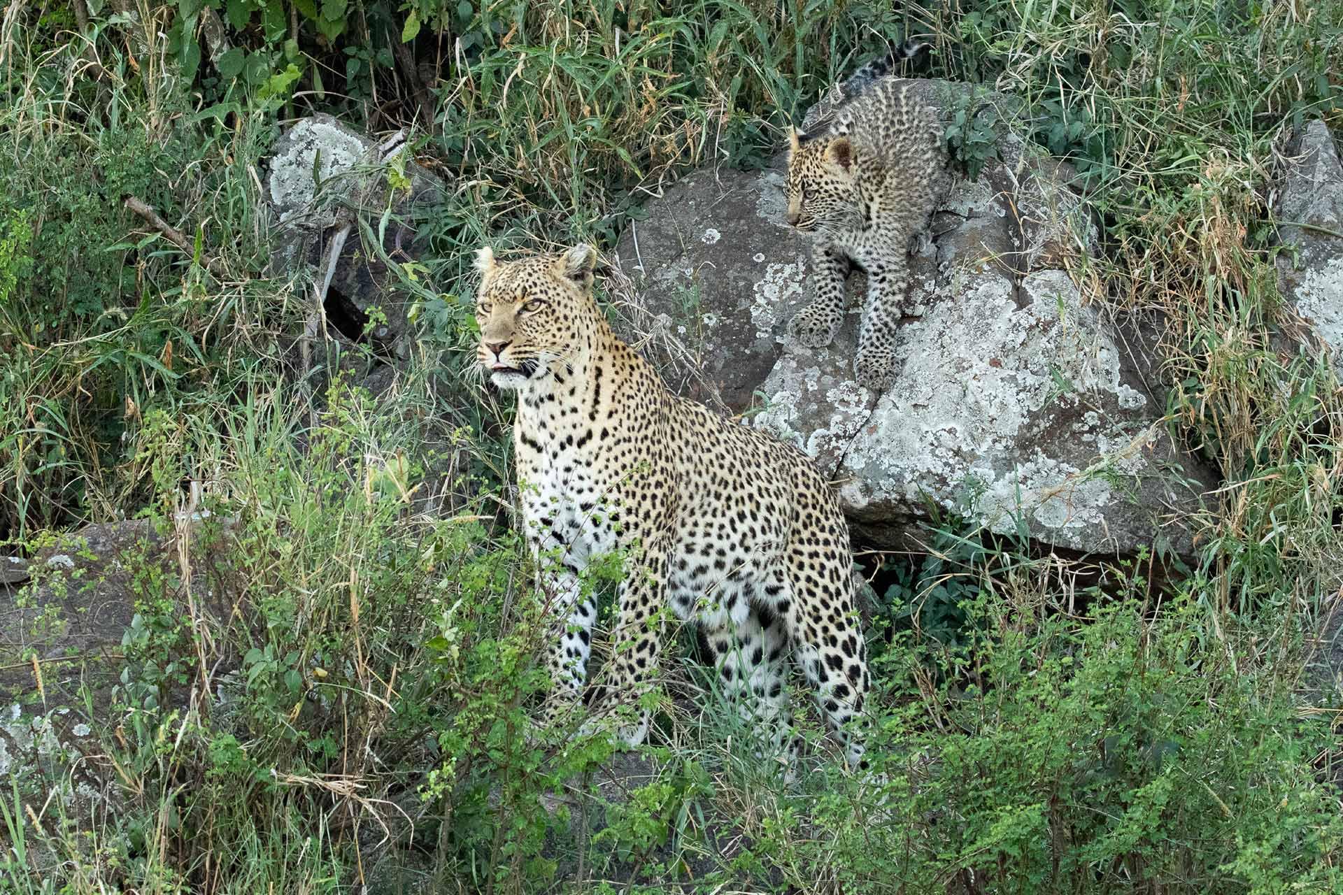 It is listed as Vulnerable on the IUCN Red List because leopard populations are threatened by habitat loss and fragmentation, and are declining in large parts of the global range\n