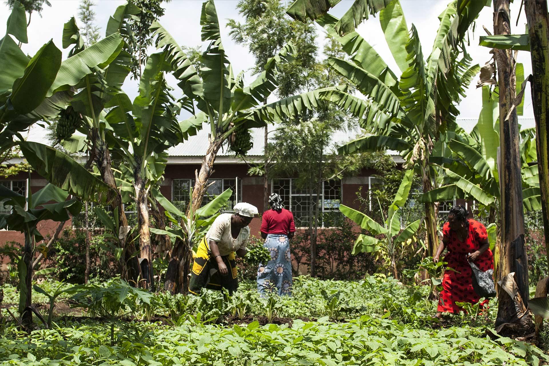 The Baraa Primary School is a government school in Arusha, which iThemba - a Belgian Foundation of which the owner of Siringit is also founder - is supporting. When this collaboration started in 2009