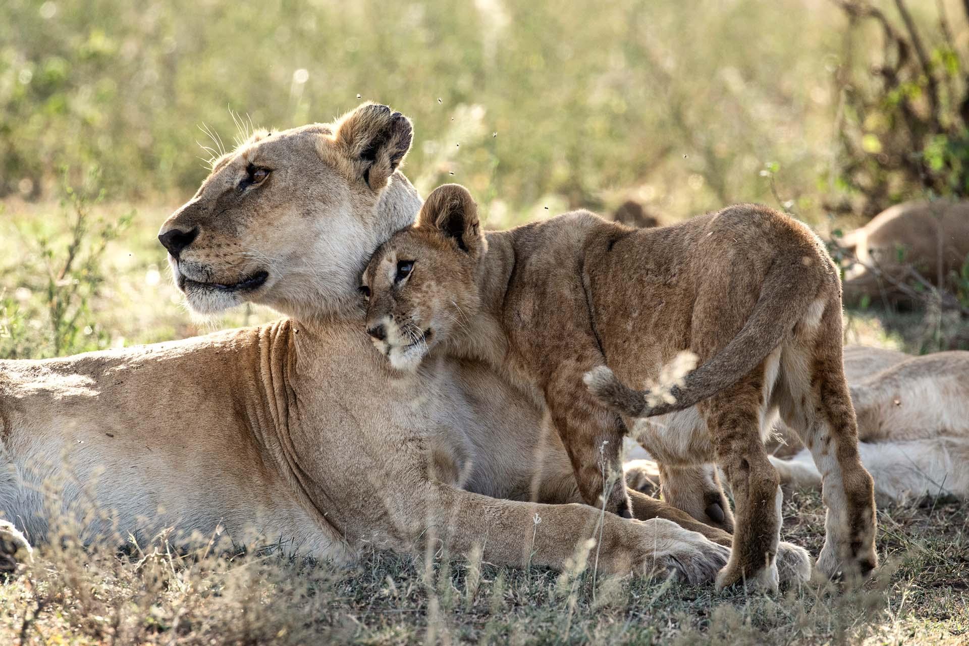 Lions in the central Serengeti