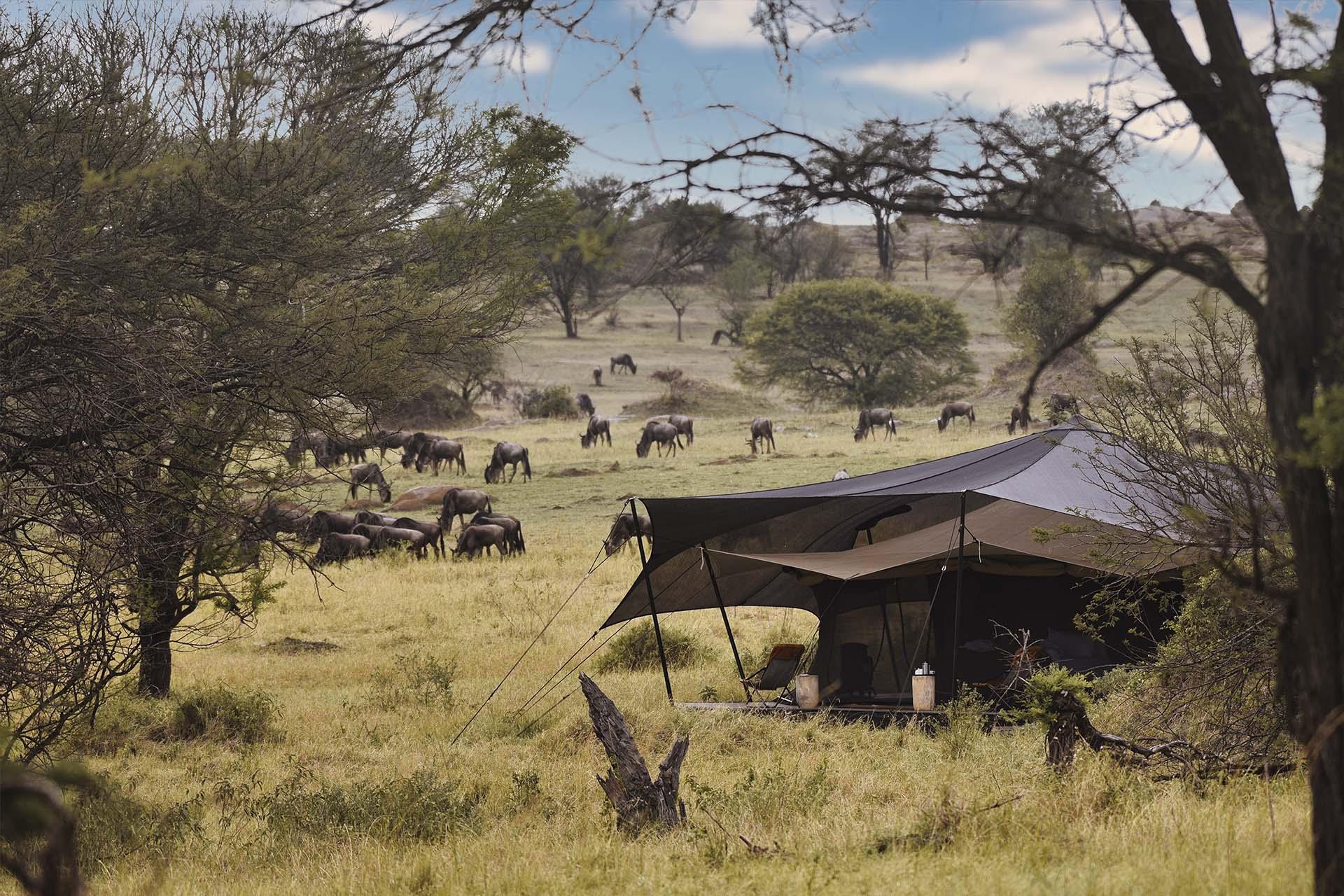 The Bedouin-style tents are positioned on a raised platforms to give you a 360-degree view of the Serengeti plains...